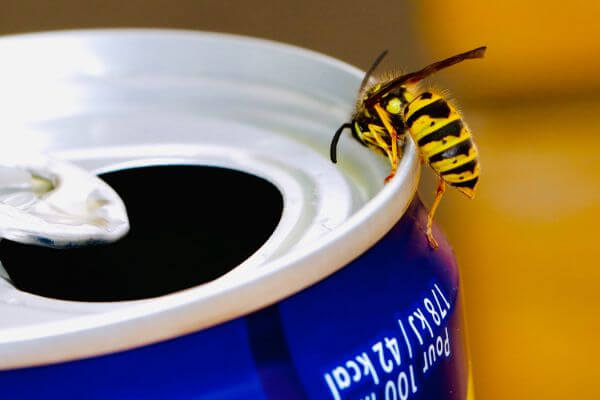 PEST CONTROL RICKMANSWORTH, Hertfordshire. Pests Our Team Eliminate - Wasps.